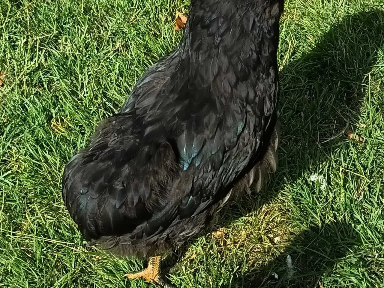 Billede 8 - Araucana hane