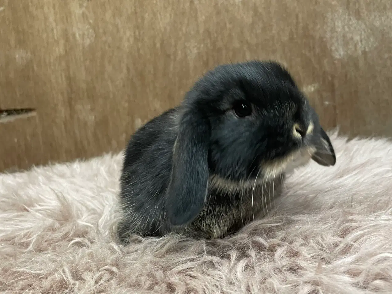 Billede 8 - Minilop unge klar 20/2 (dreng)