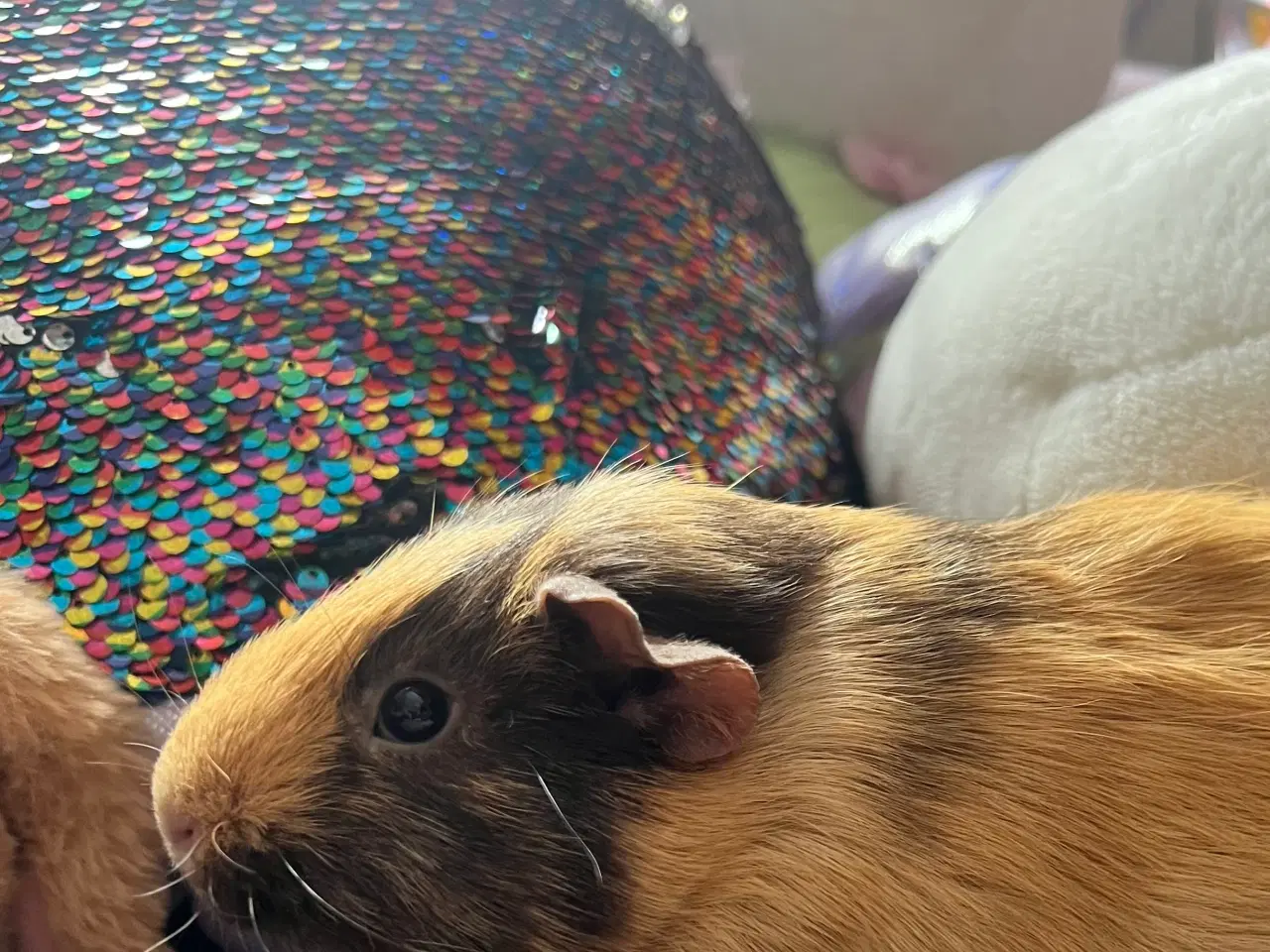 Billede 3 - 2 marsvin + bur