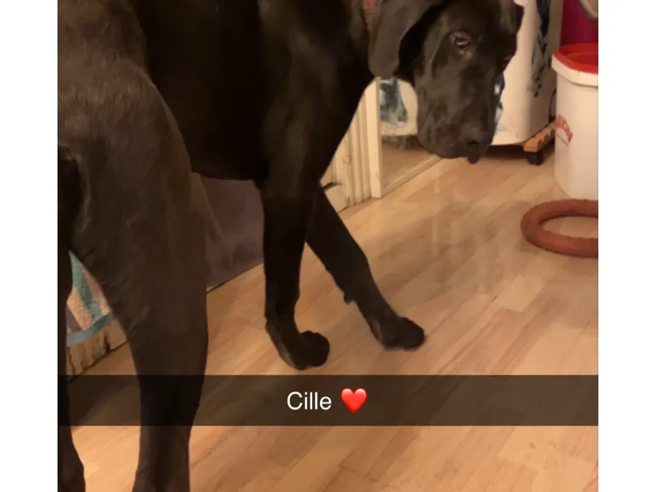 Billede 7 - Grandanois, irsk ulvehund, cane Corso hundehvalpe