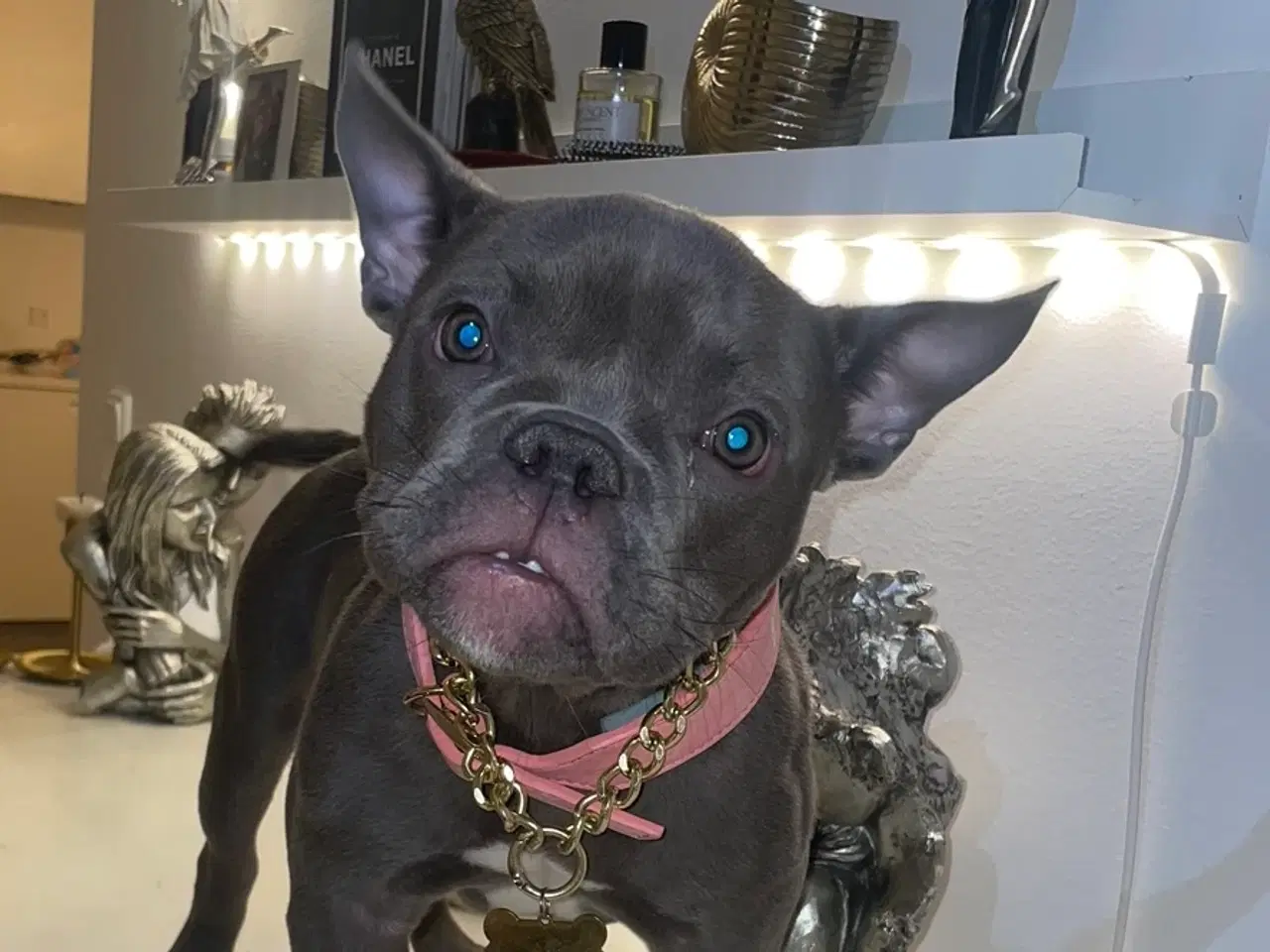 Billede 2 - American Bully Micro