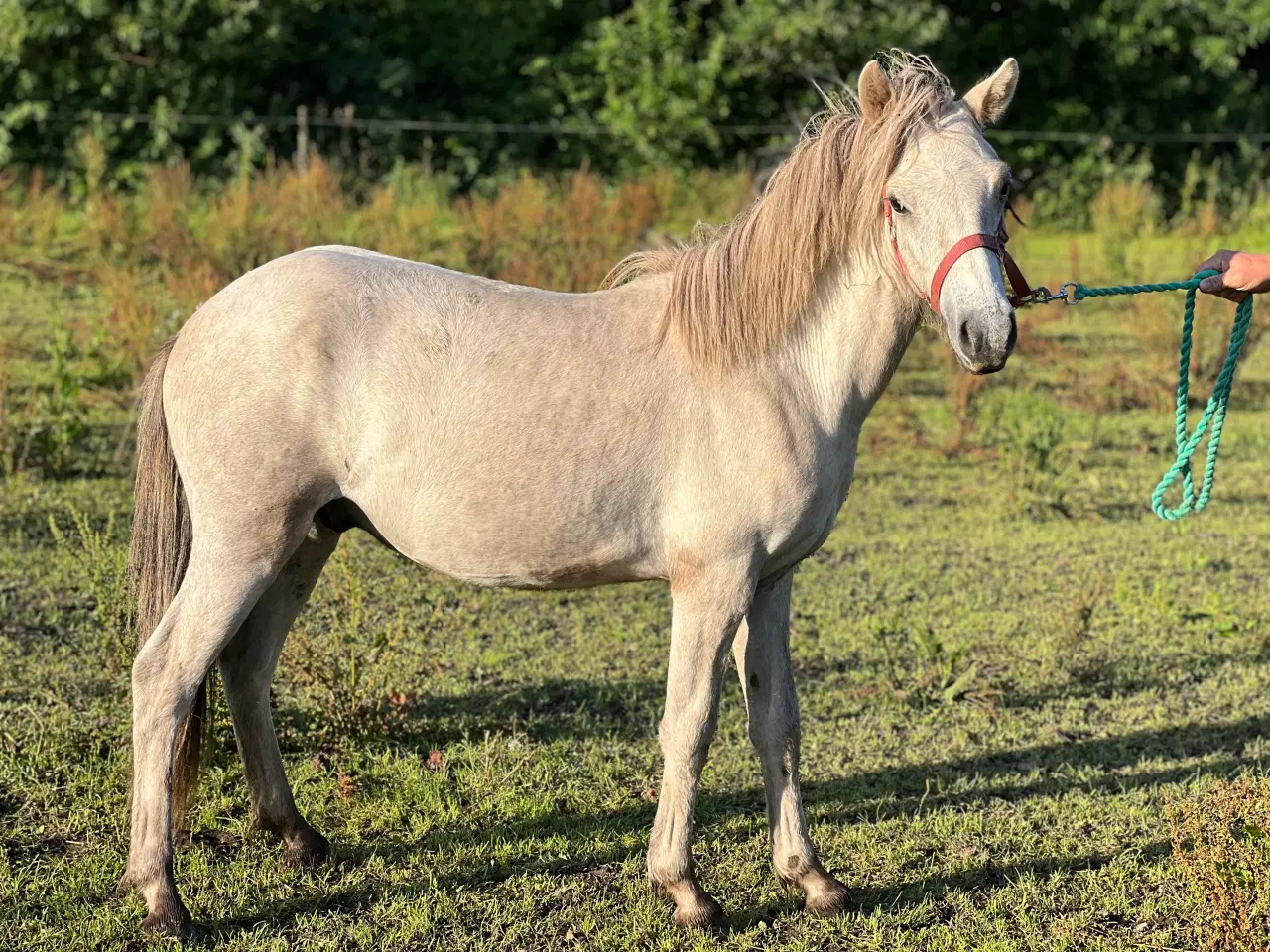 Billede 2 - Lækker hingst føl