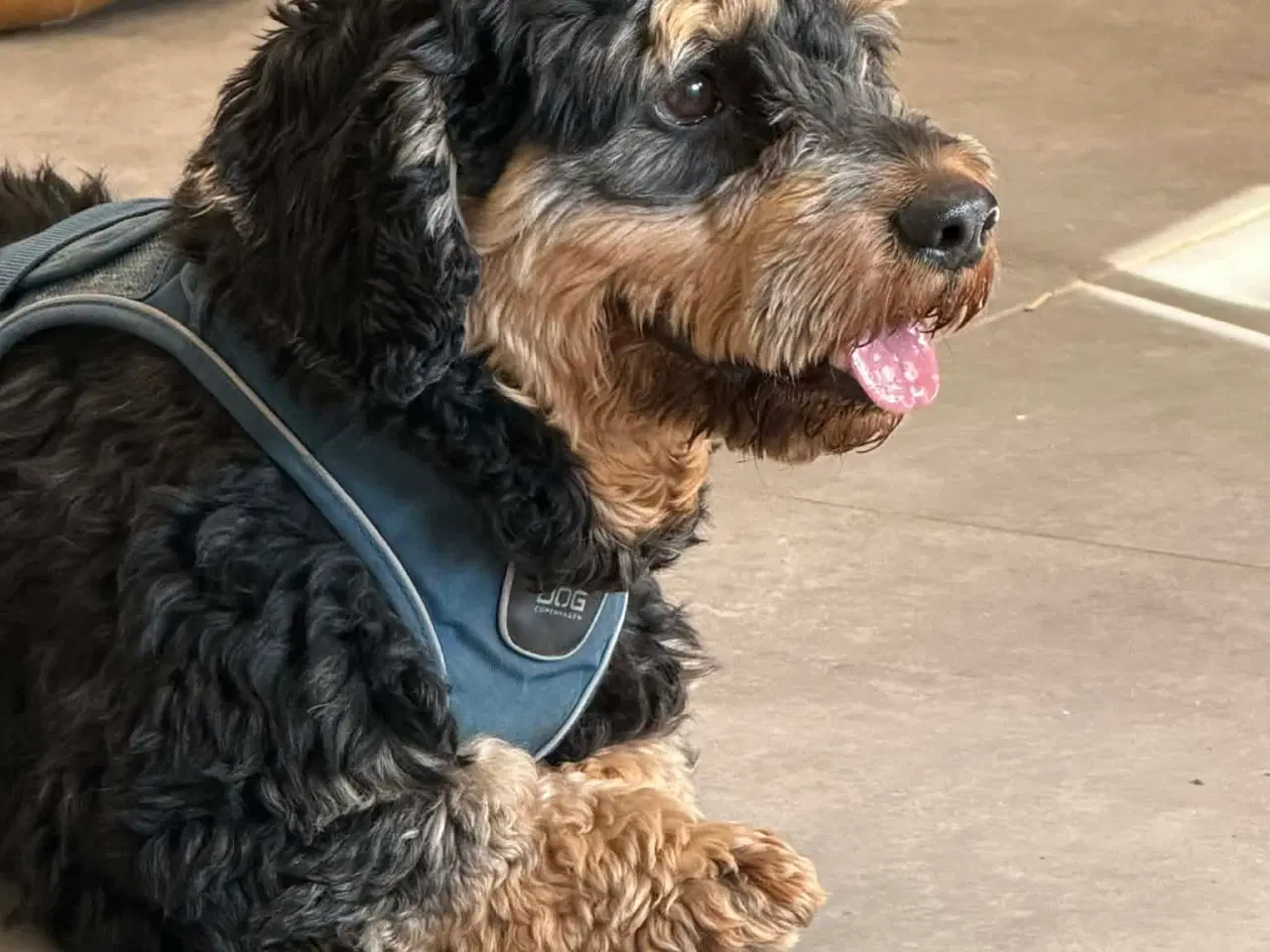 Billede 9 - 🐾 Søde Balder søger sit helt rette hjem 🐾