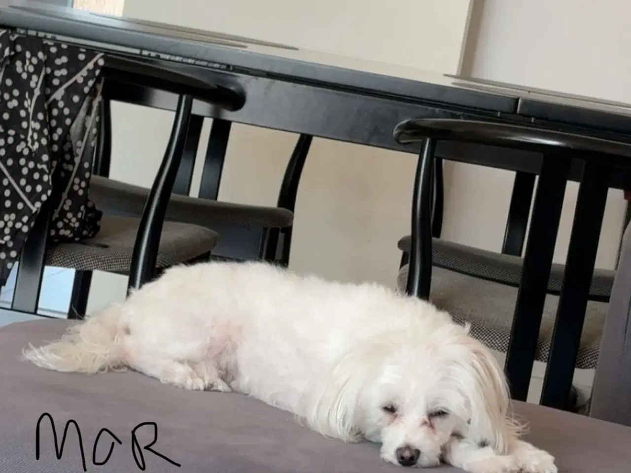 Billede 7 - Malteser/ Maltipoo