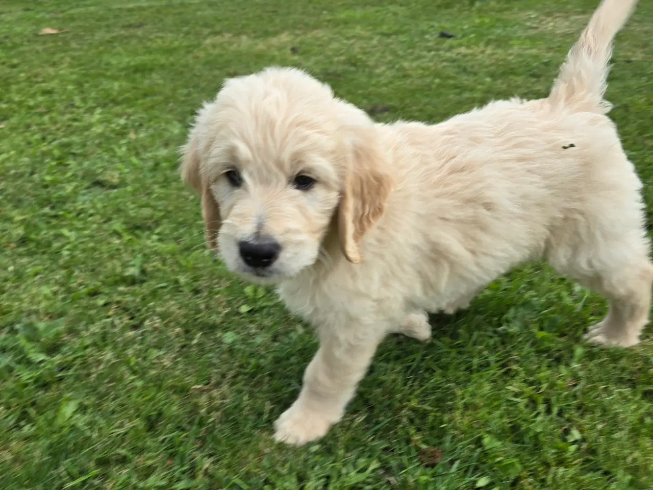 Billede 3 - Goldendoodle han