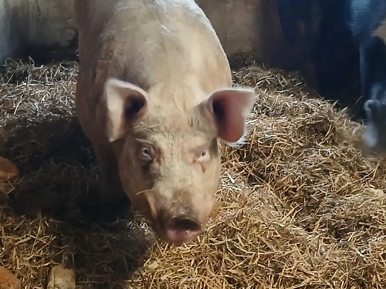 Billede 2 - Grisepjok søger nyt eventyr