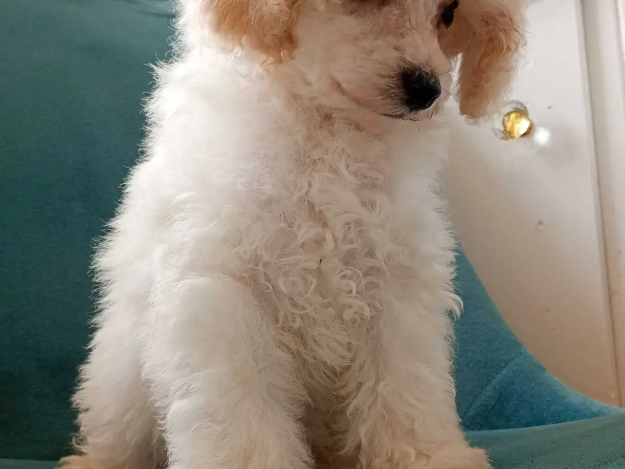 Billede 4 - Mini cavapoo 