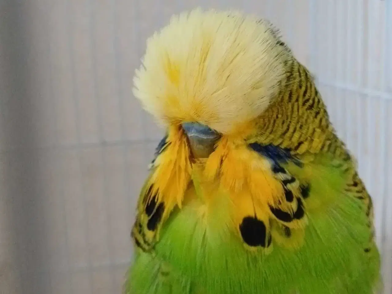 Billede 3 - Engelsk undulat han