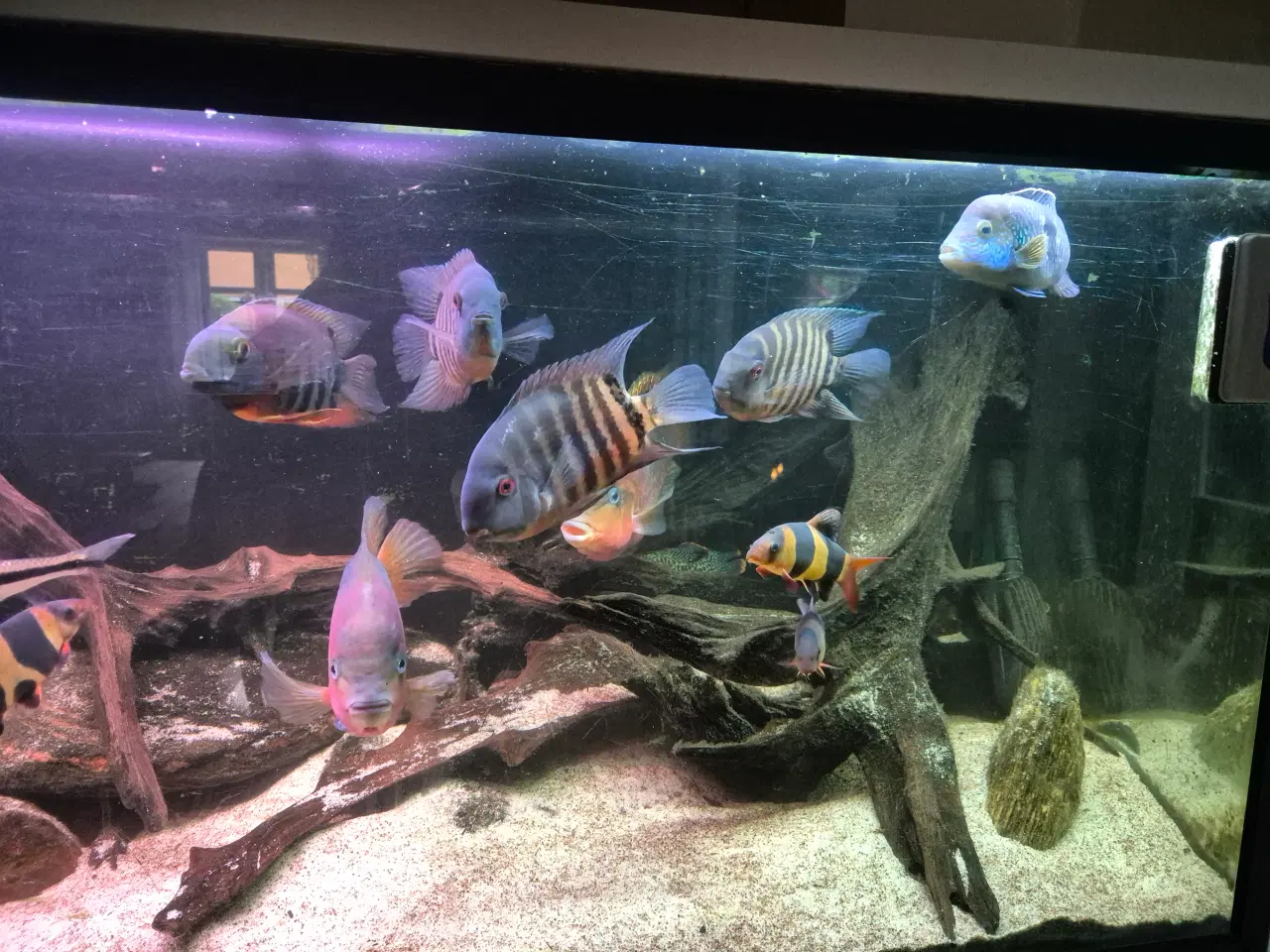 Billede 3 - 660 l. akvarie m. ekstern pumpe og fisk bl. a. 