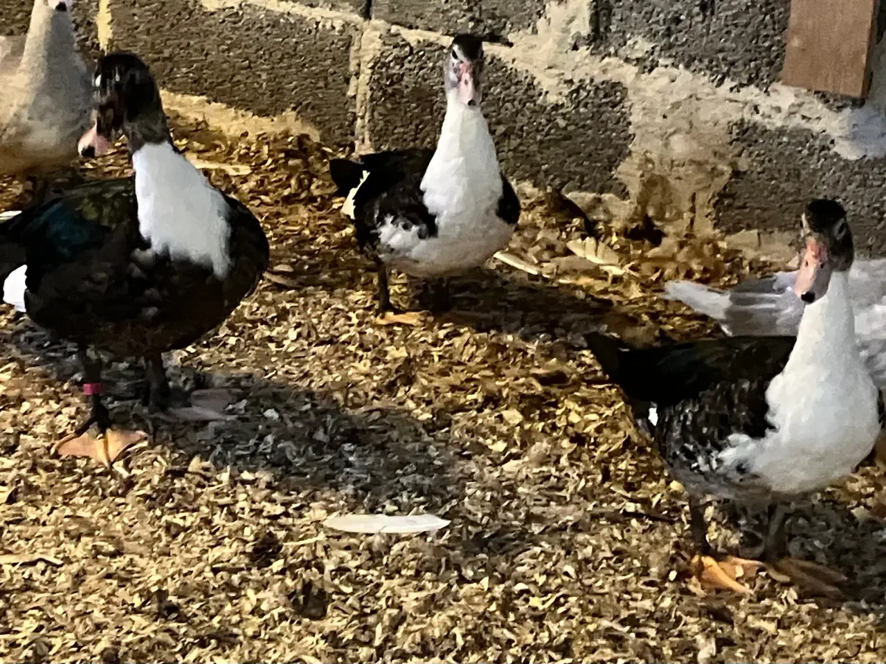 Billede 3 - Ænder, Andrik med to ænder. Fra 2026