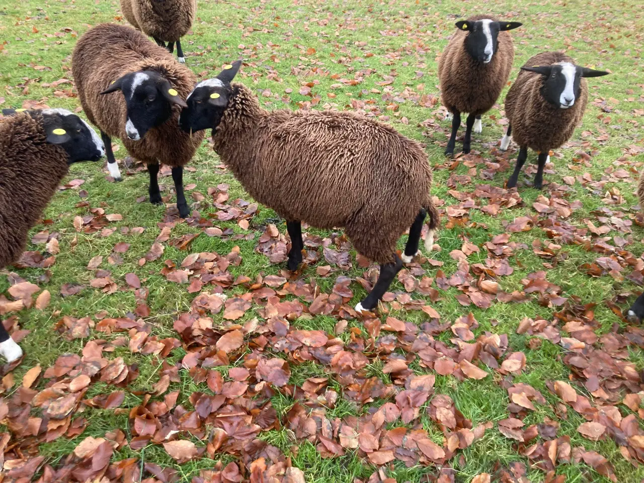 Billede 1 - Til salg 3 gimmer lam Sort Bless