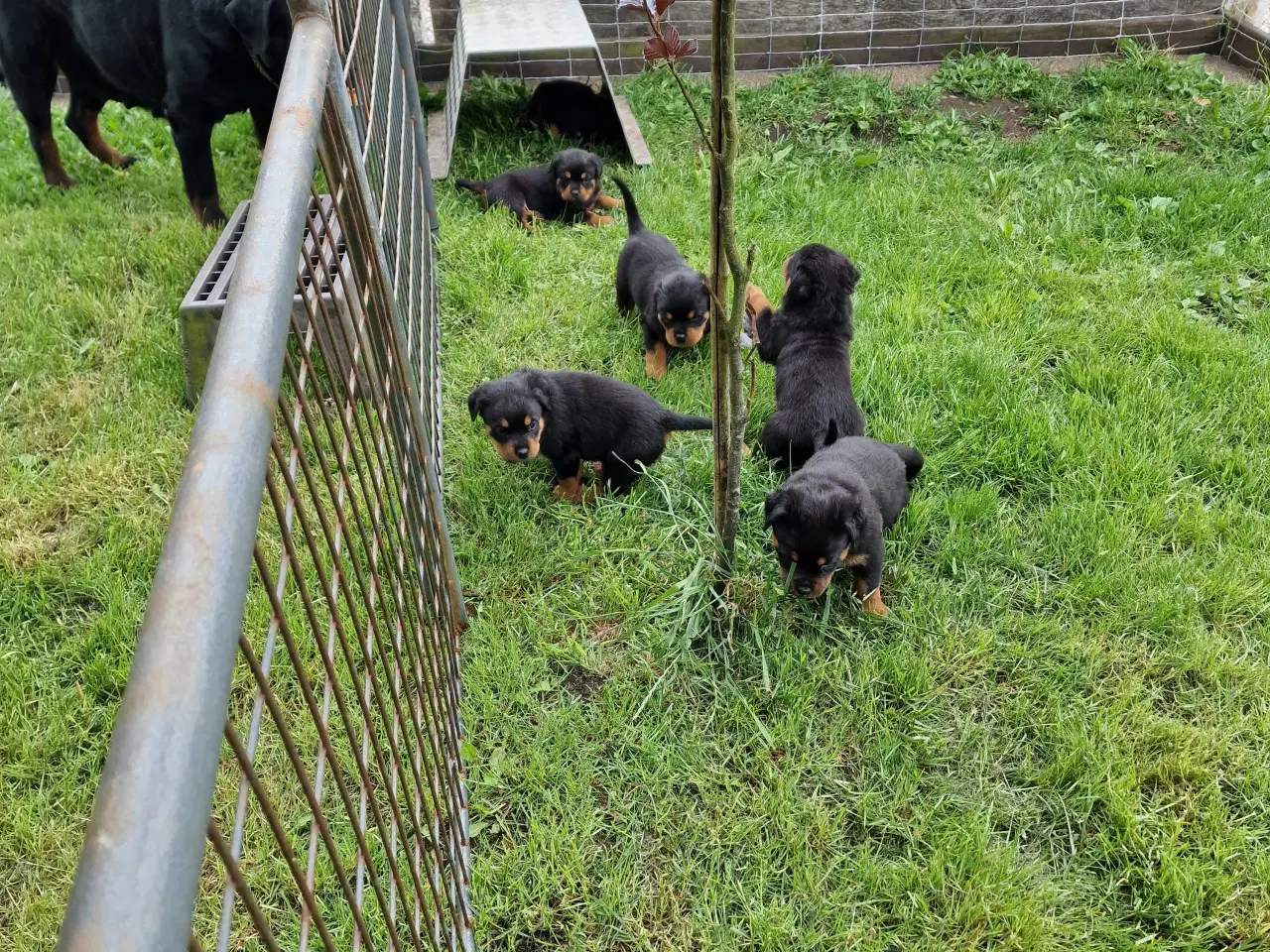 Billede 1 - Rottweilerhvalpe