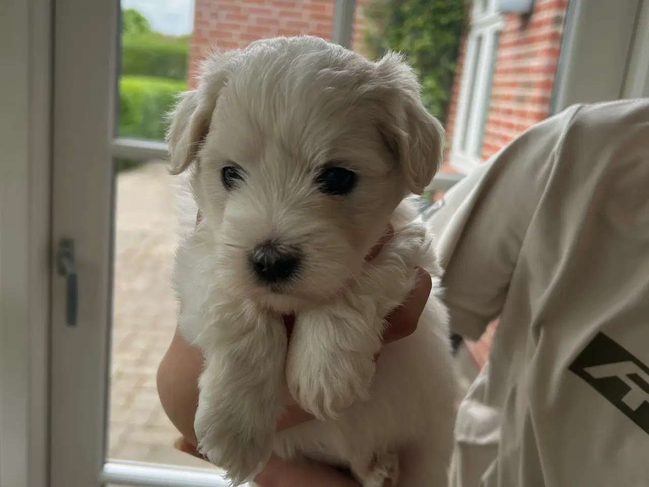 Billede 1 -  Coton De Tulear
