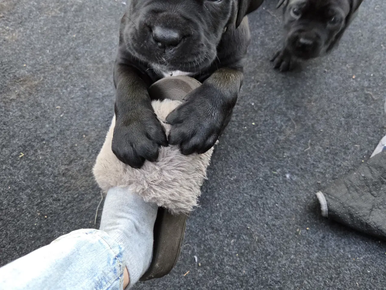 Billede 4 - CaneCorso hvalpe