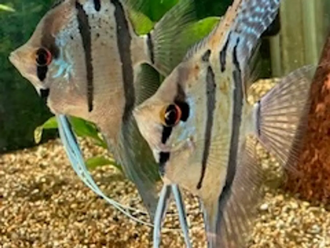 Billede 5 - Rio Nanay Scalare F2