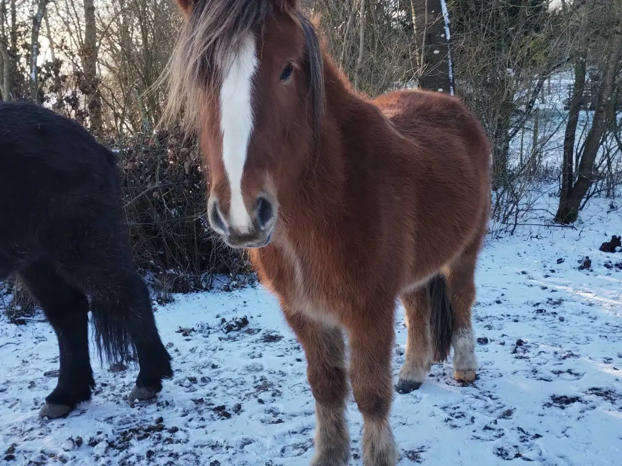 Billede 2 - Islænder/Tinker