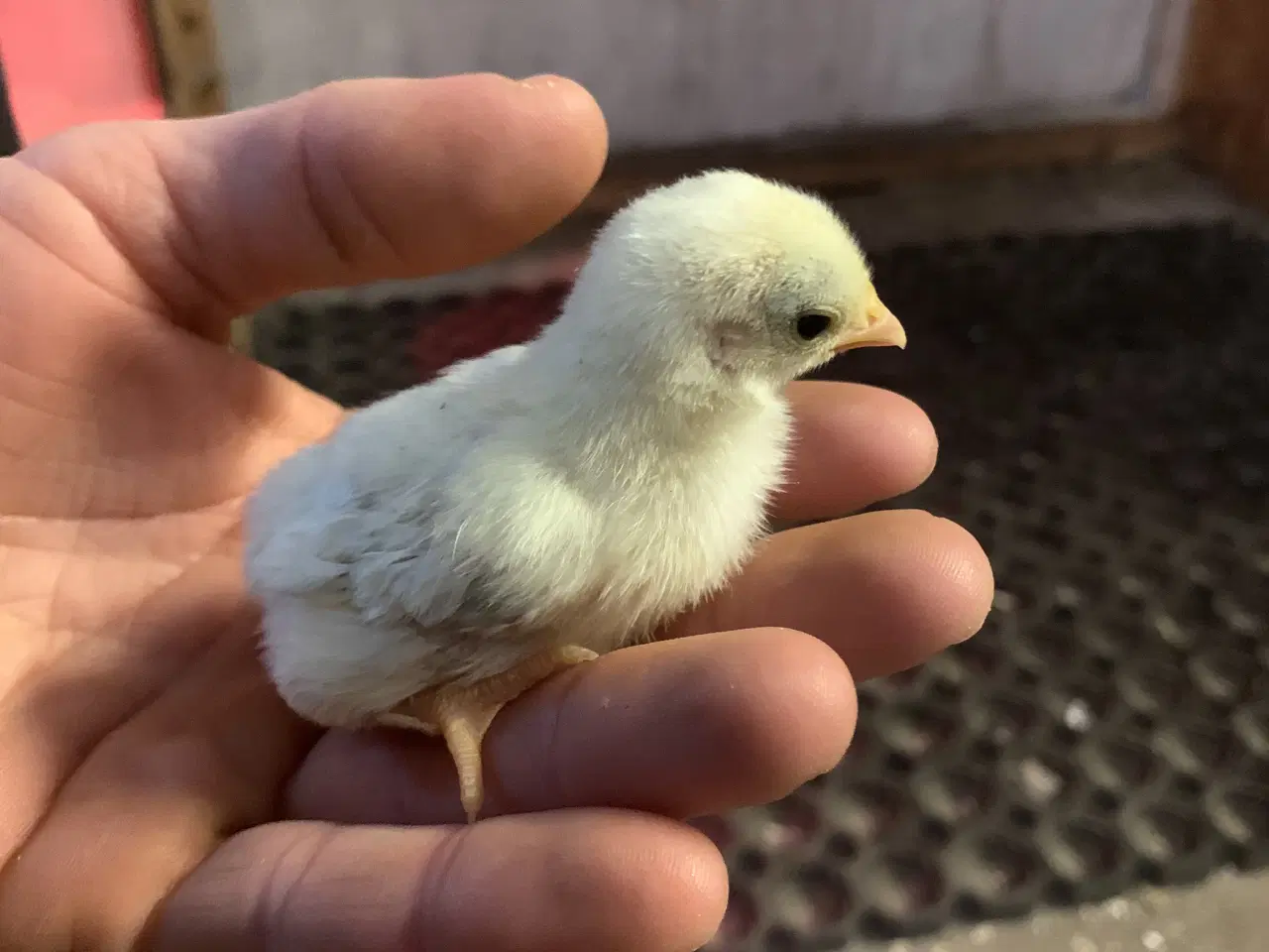 Billede 5 - Chabo kyllinger