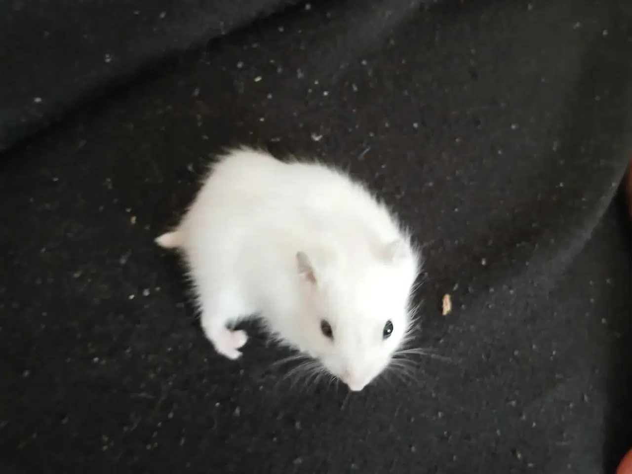 Billede 10 - Dværghamster unger 