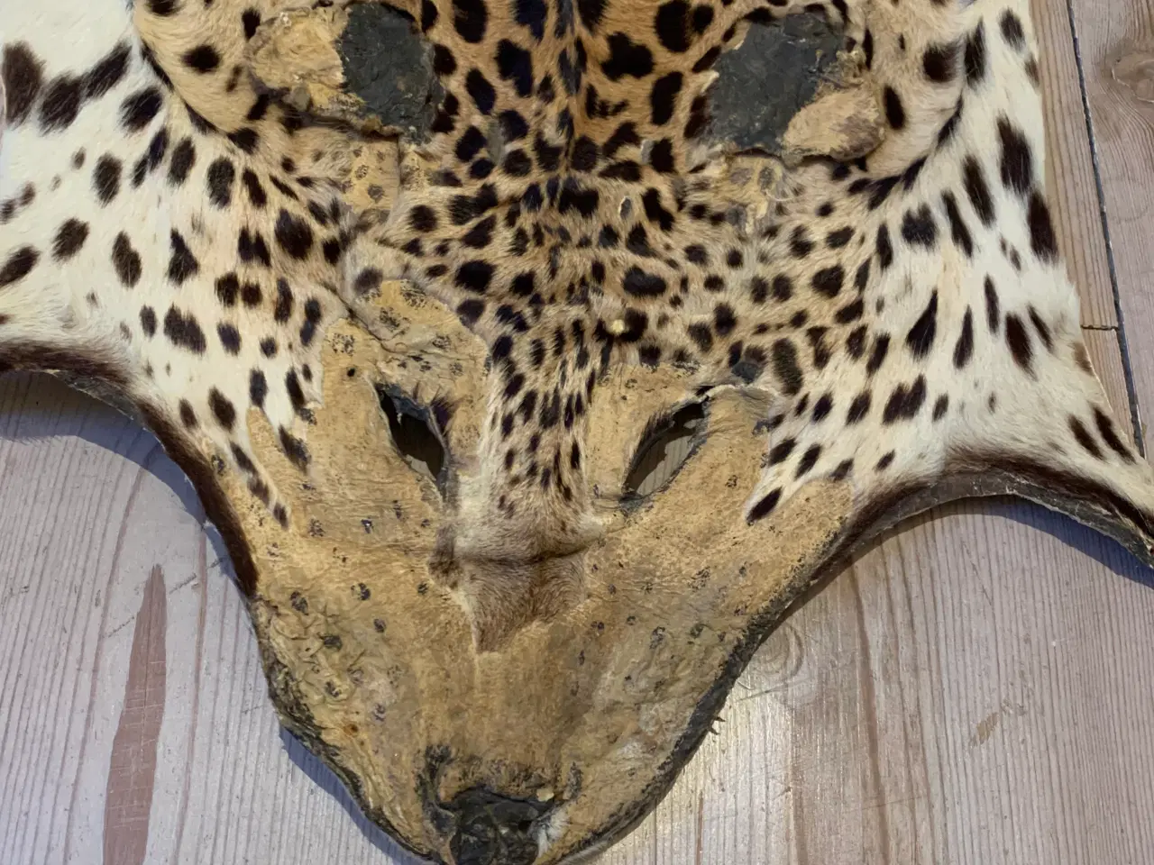 Billede 7 - Leopard Skind