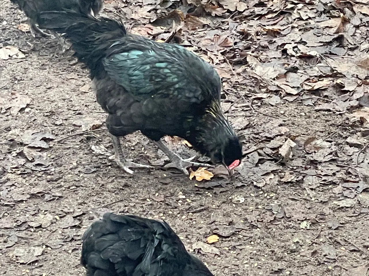 Billede 3 - Engelsk araucana hane