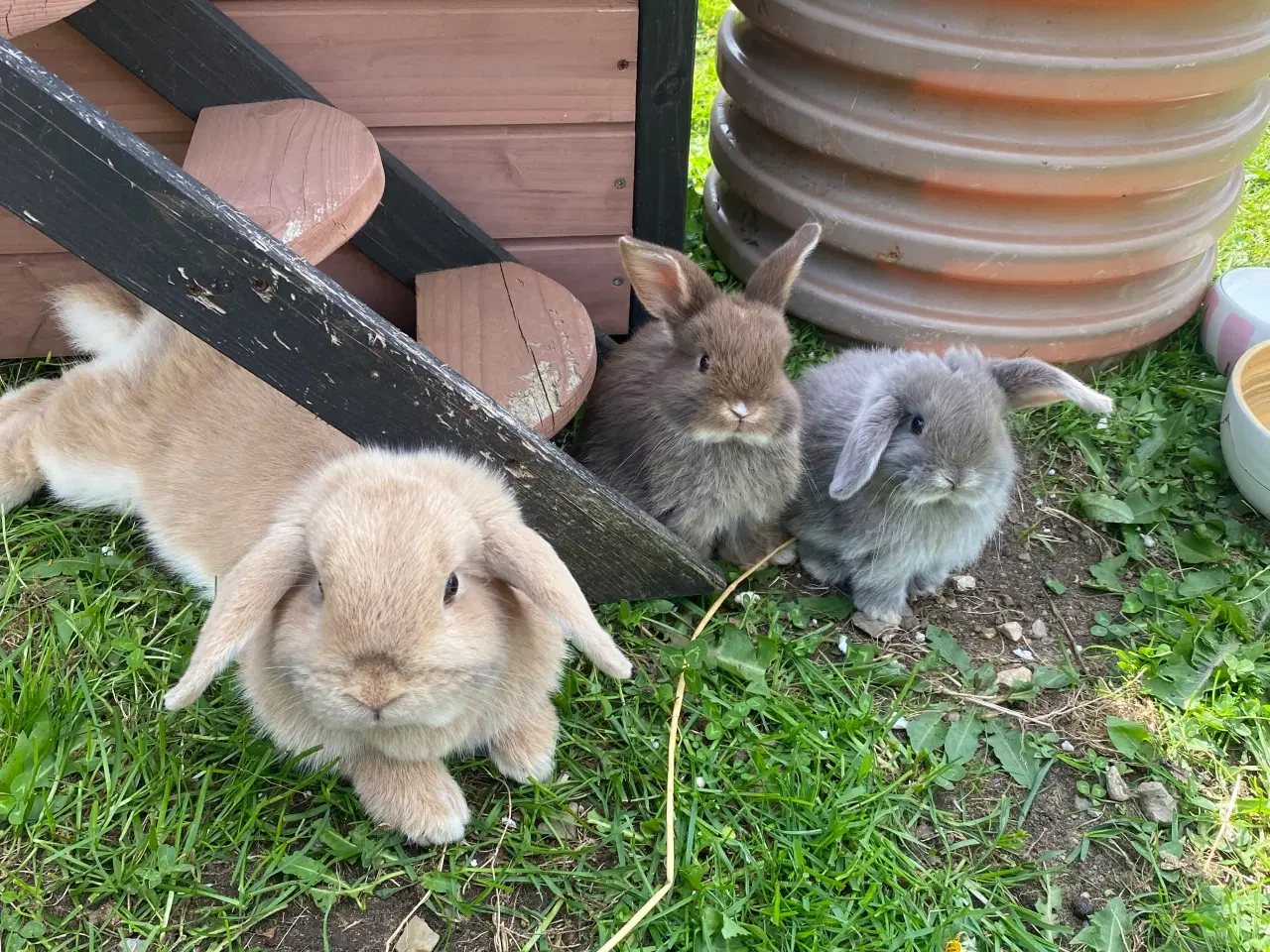 Billede 10 - Mini lop kaninunge dreng 