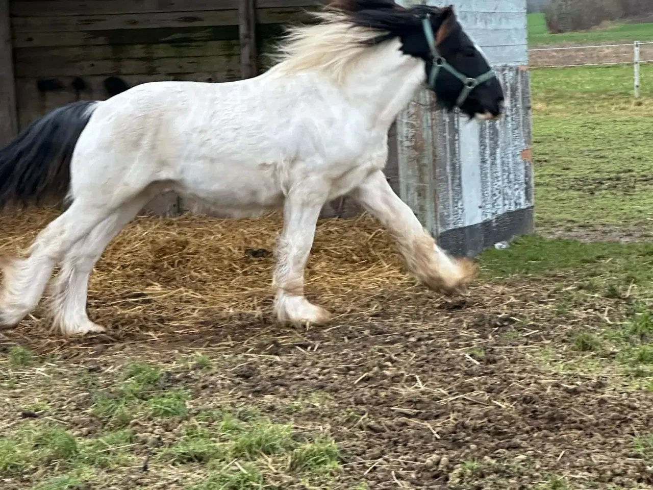 Billede 1 - Sød ung hingst byttes evt til anden hest/pony