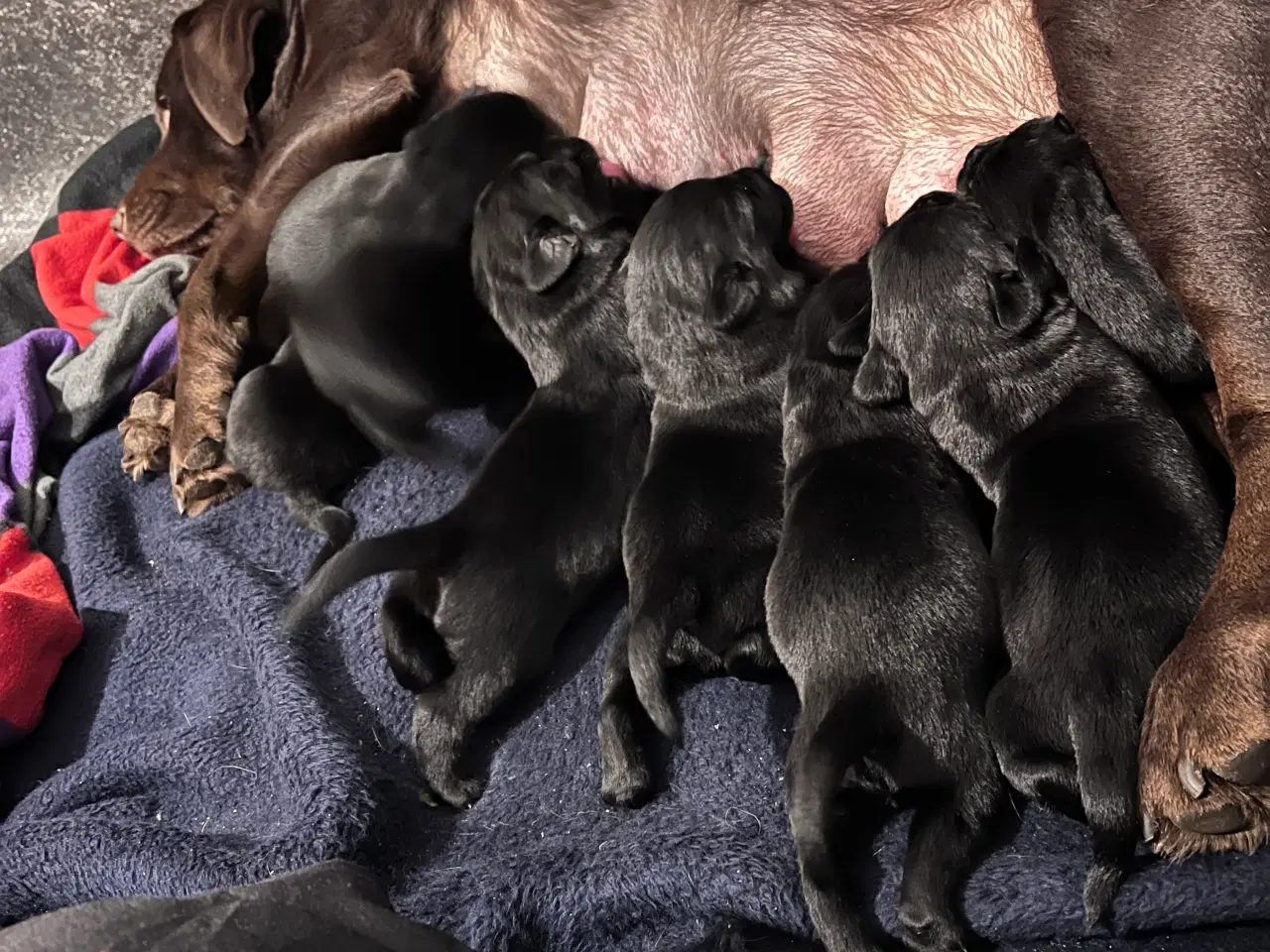 Billede 1 - Lækkere labradorer hvalpe