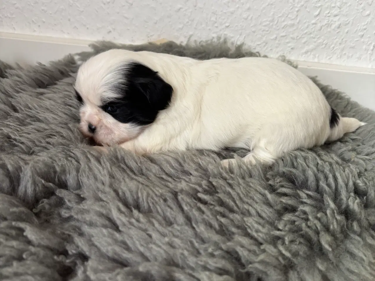 Billede 8 - Shih Tzu hvalpe sælges