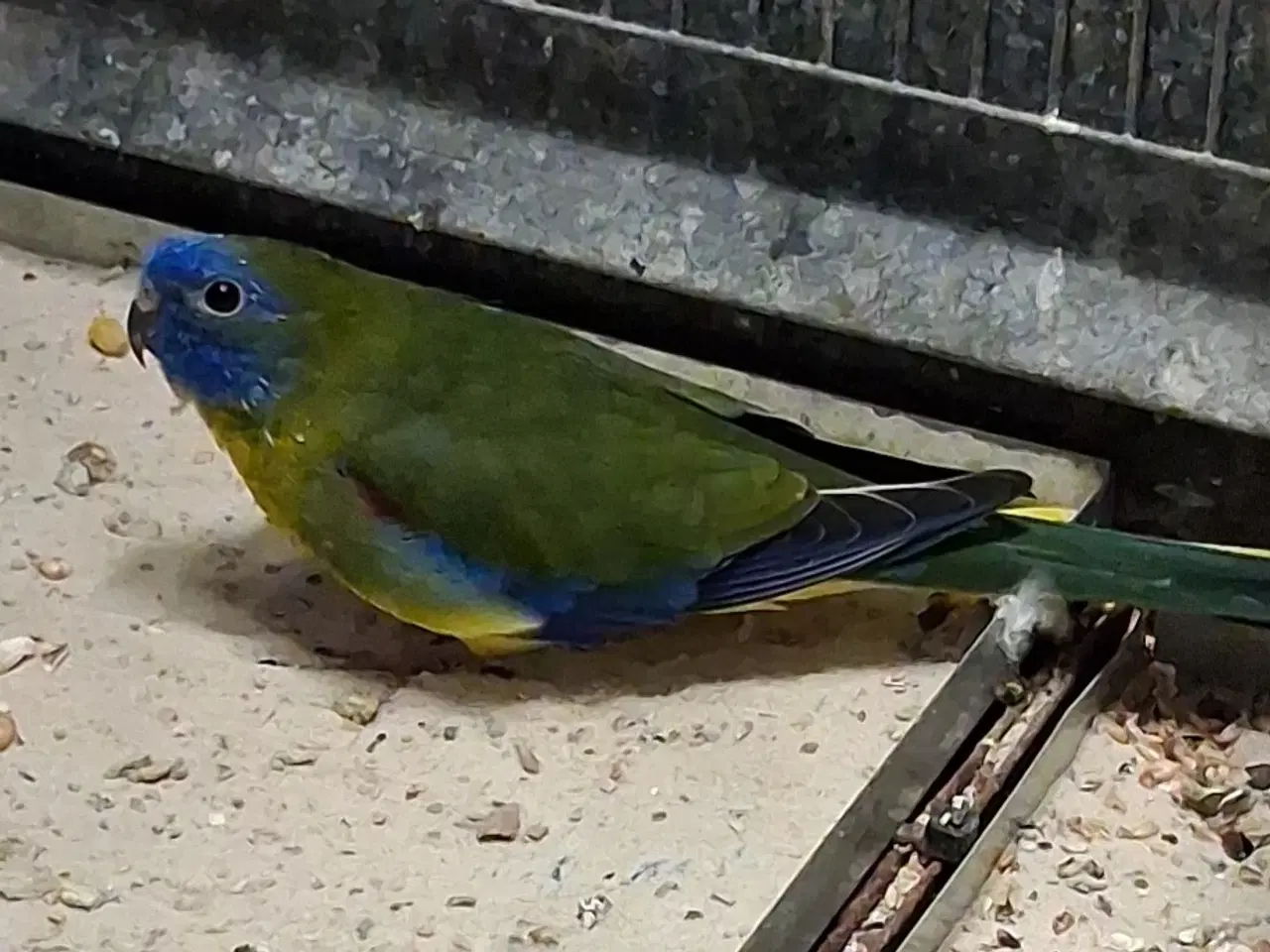 Billede 1 - 2 stk sangparakit sælges 