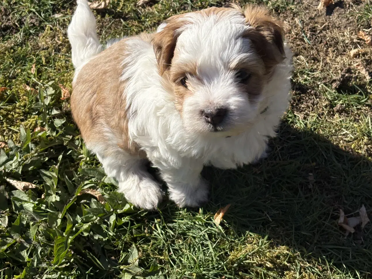 Billede 4 - Bichon havanais hvalp