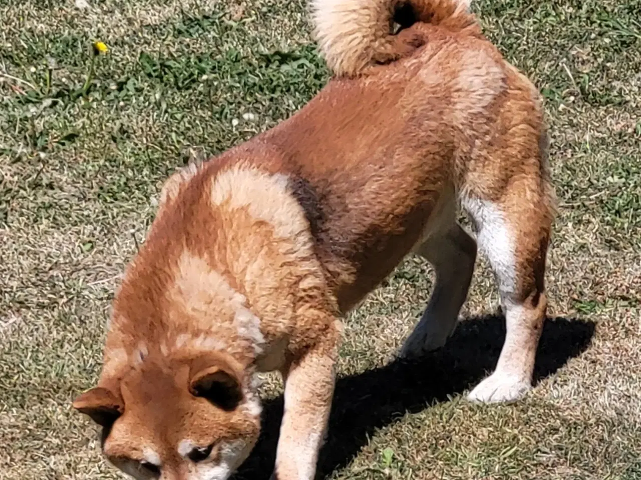Billede 1 - Shiba han søger otium