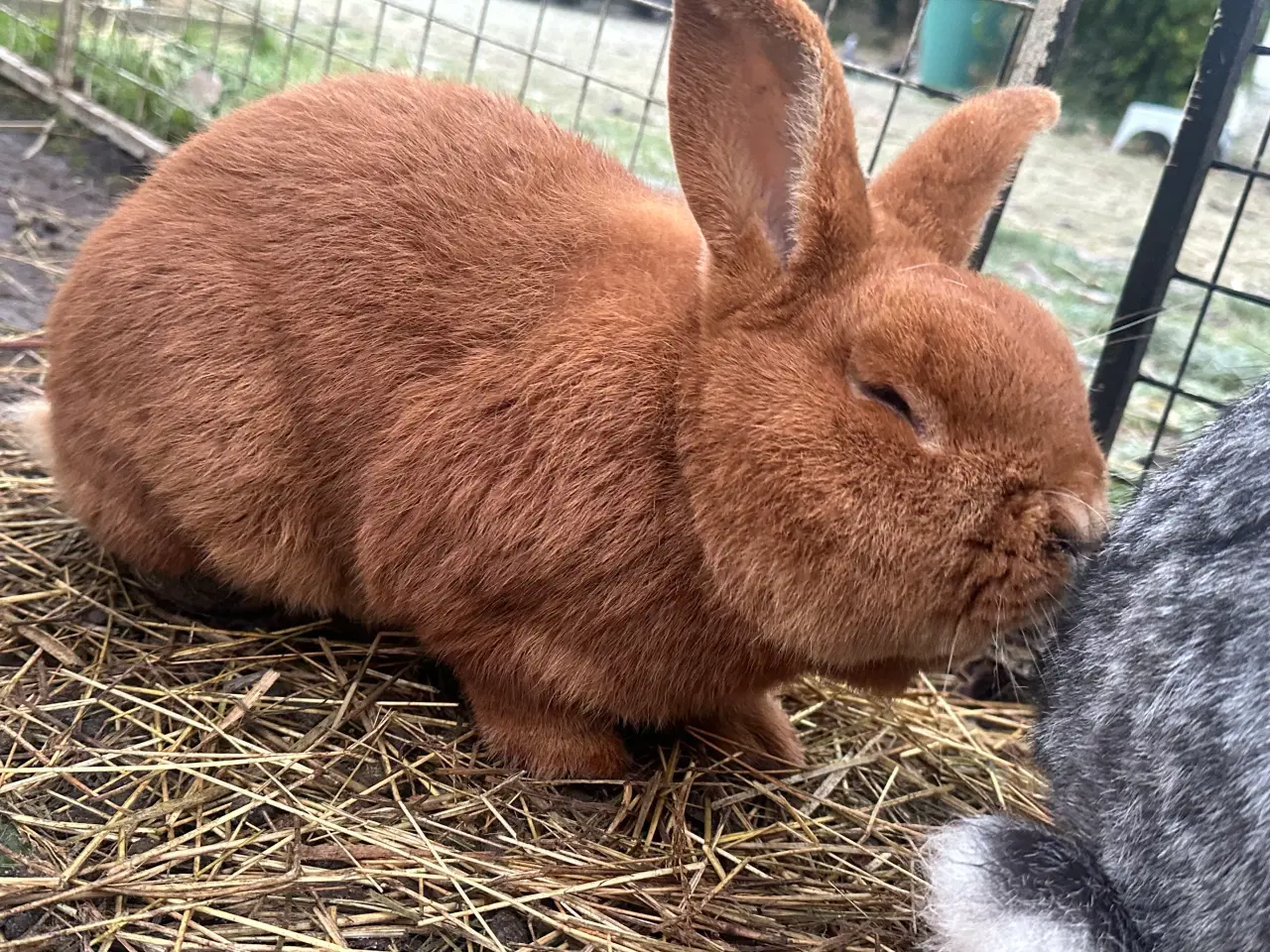 Billede 3 - New Zealand red avlshan 