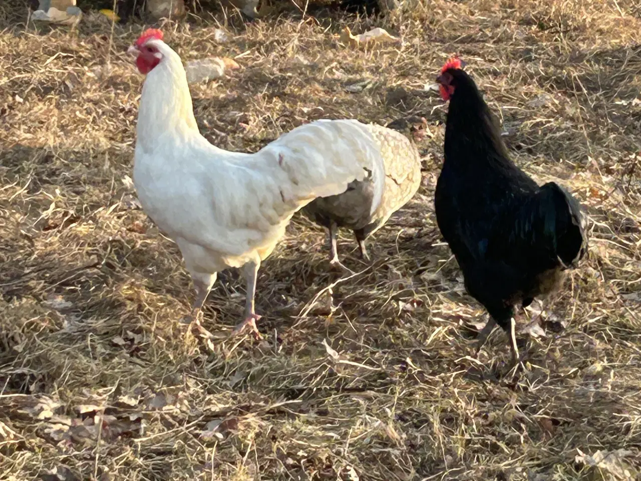 Billede 1 - Australorps haner