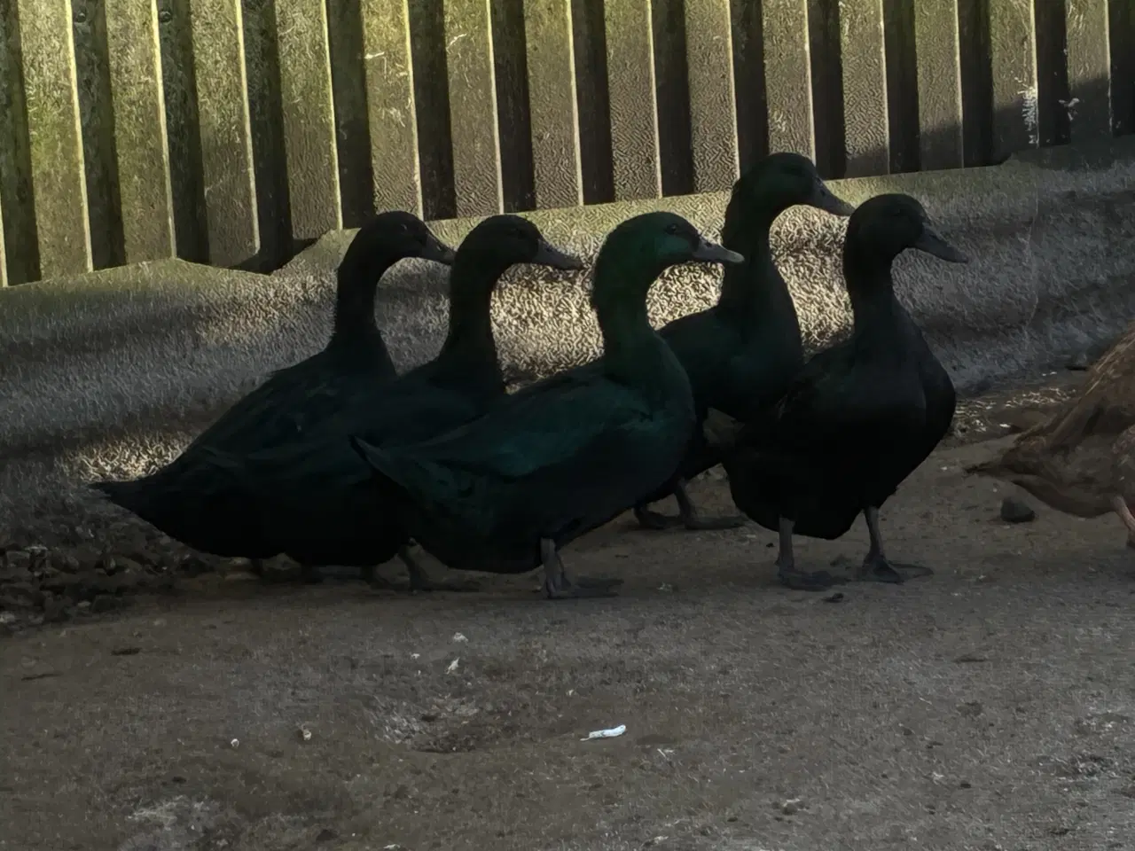 Billede 3 - Cayuca ænder