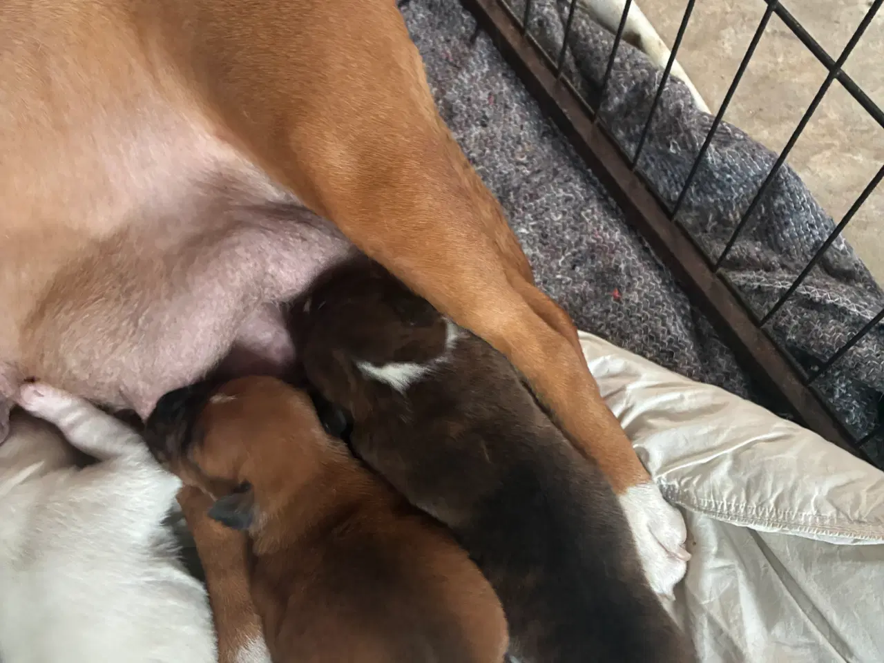 Billede 15 - 4 hvalpe staff 