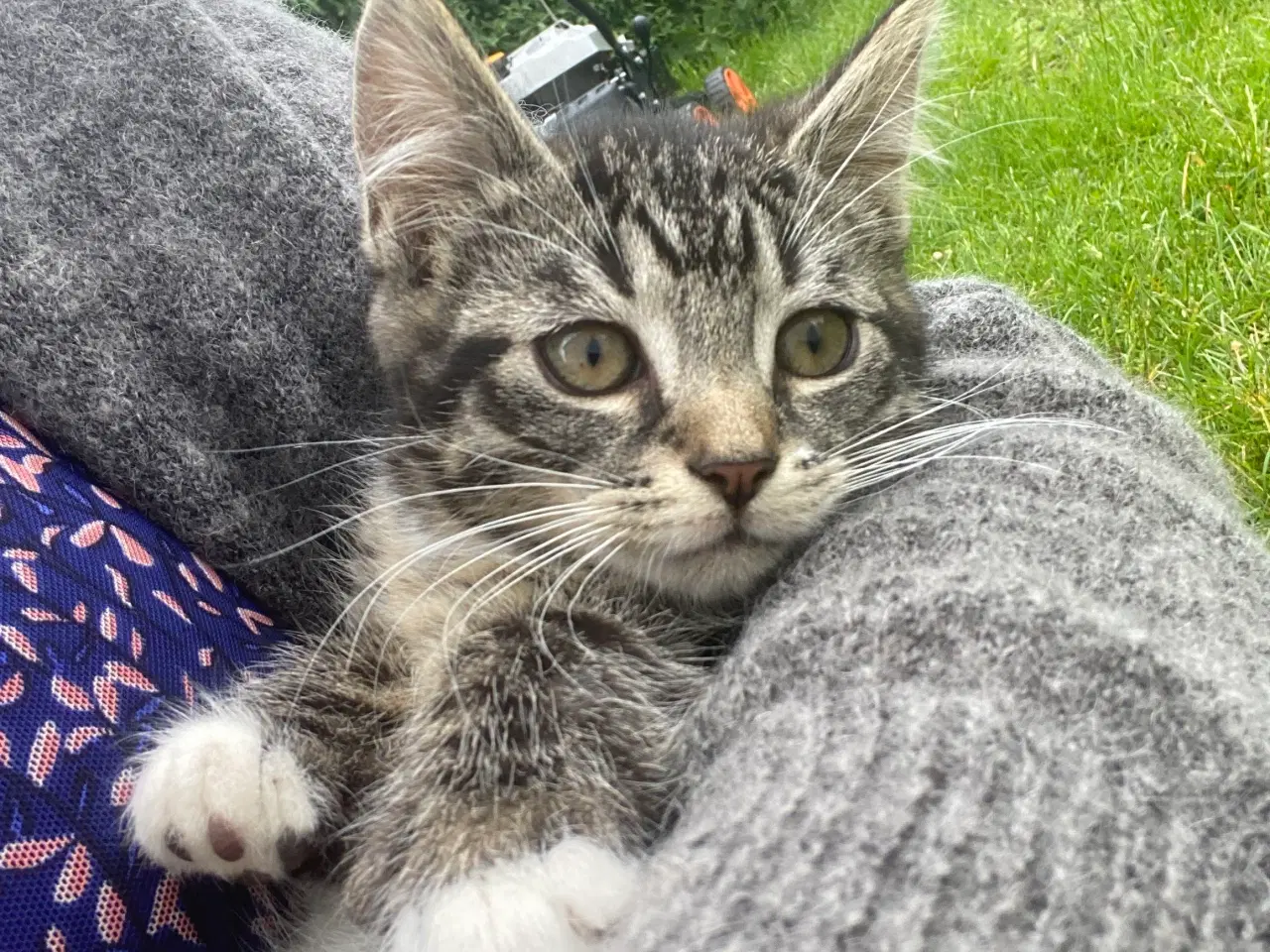 Billede 6 - Polydactyl Maine coon blandinger