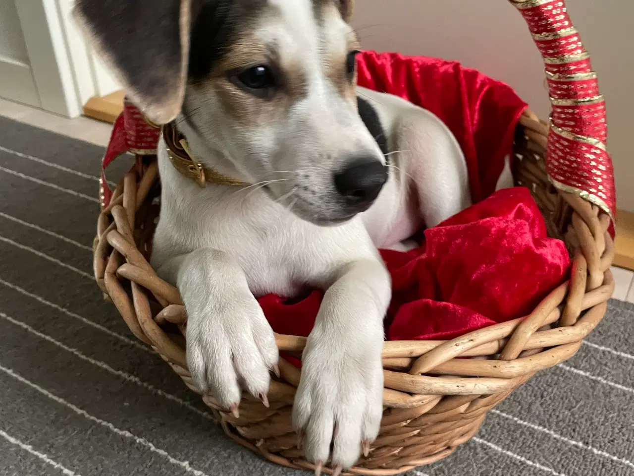 Billede 3 - Dansk svensk gårdhunde hvalpe 