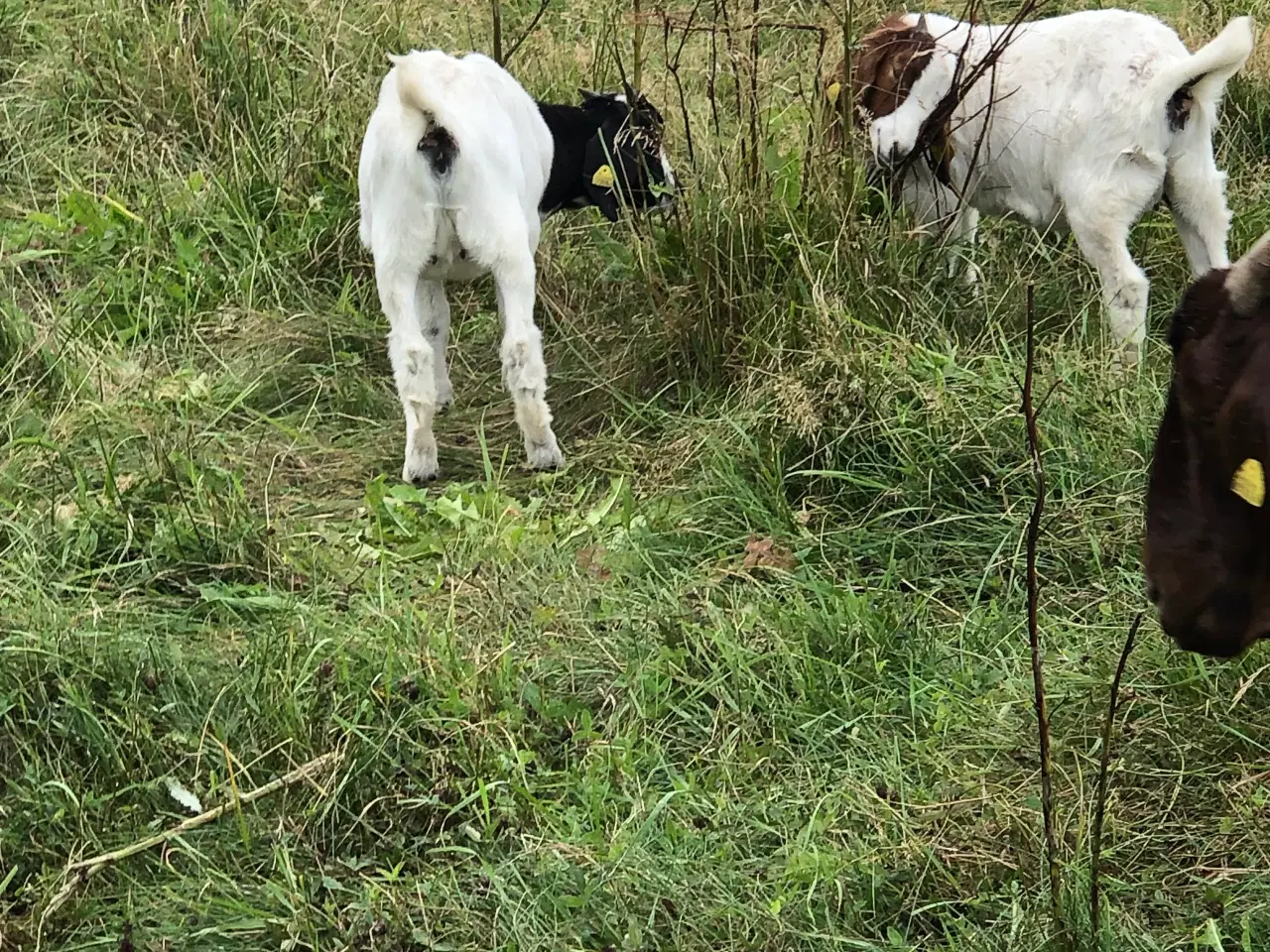 Billede 3 - Boer 10 stk gimmer kid med M3 status og stamtavler