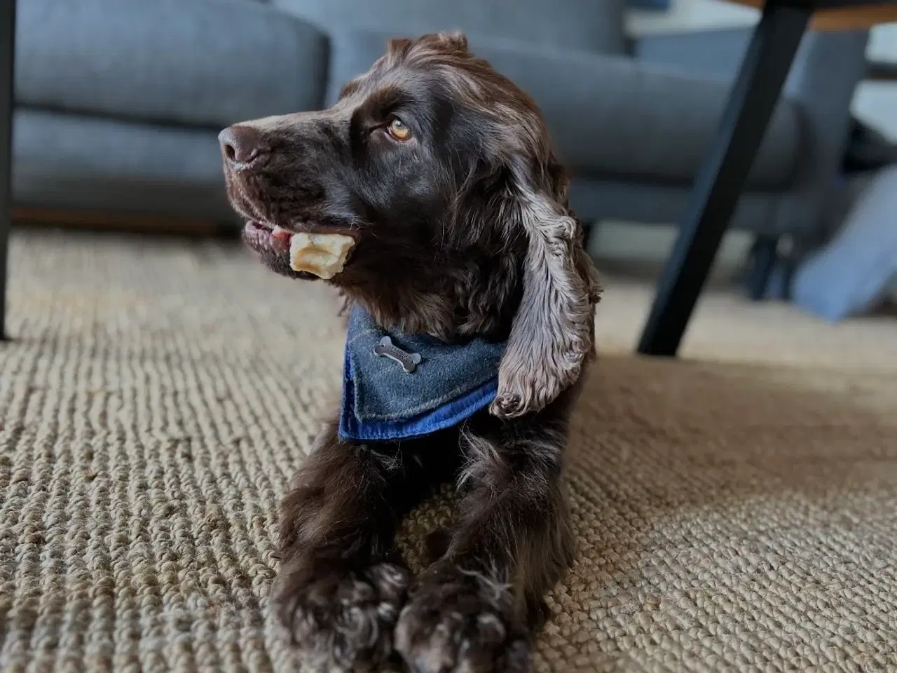 Billede 10 - Hvalpe på vej 