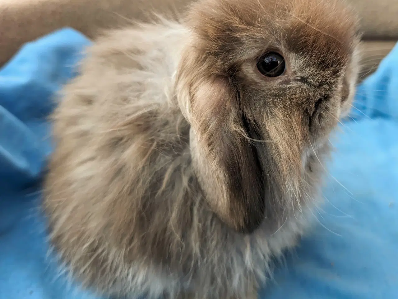 Billede 6 - Minilop kaninunge sælges 