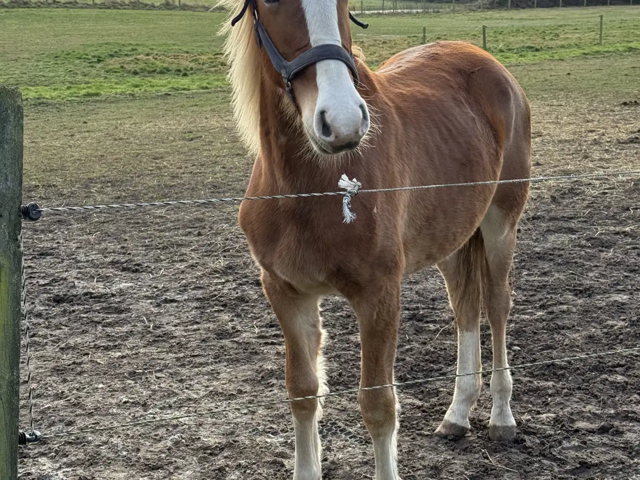 Billede 2 - Frederiksborg plag på 1,5 år vallak