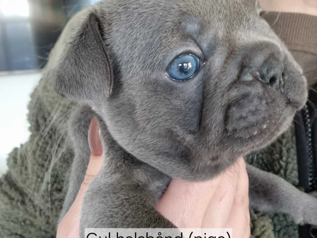 Billede 3 - Fransk bulldog hvalpe