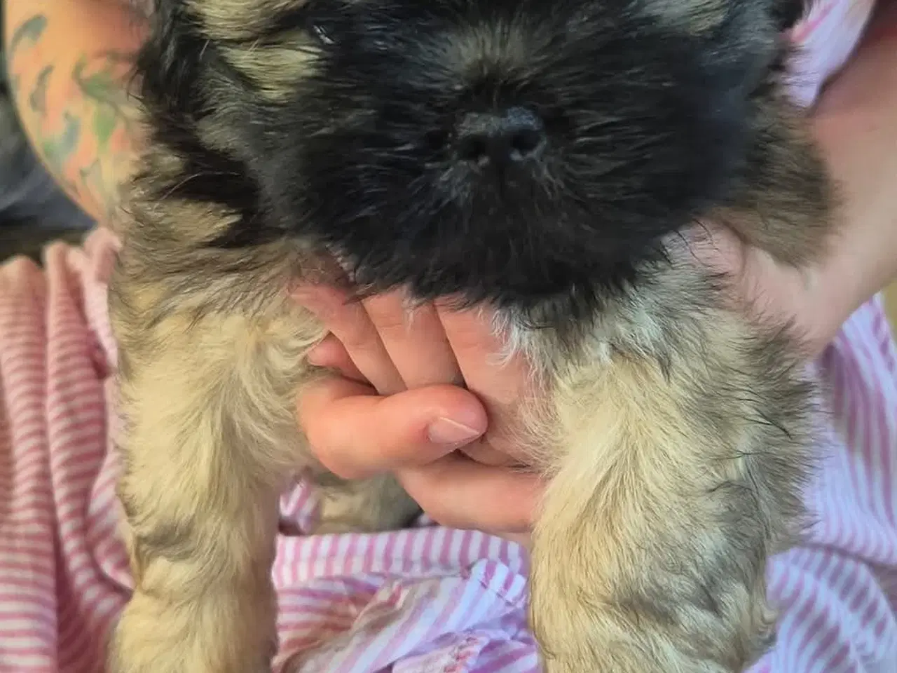 Billede 1 - Shih Tzu hvalpe