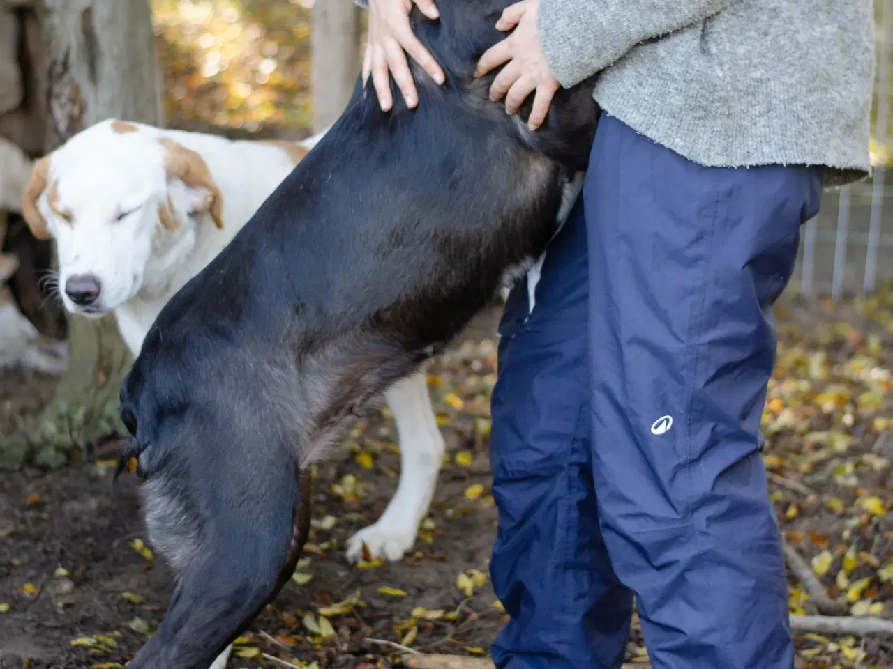 Billede 3 - Skønne Callie søger familie