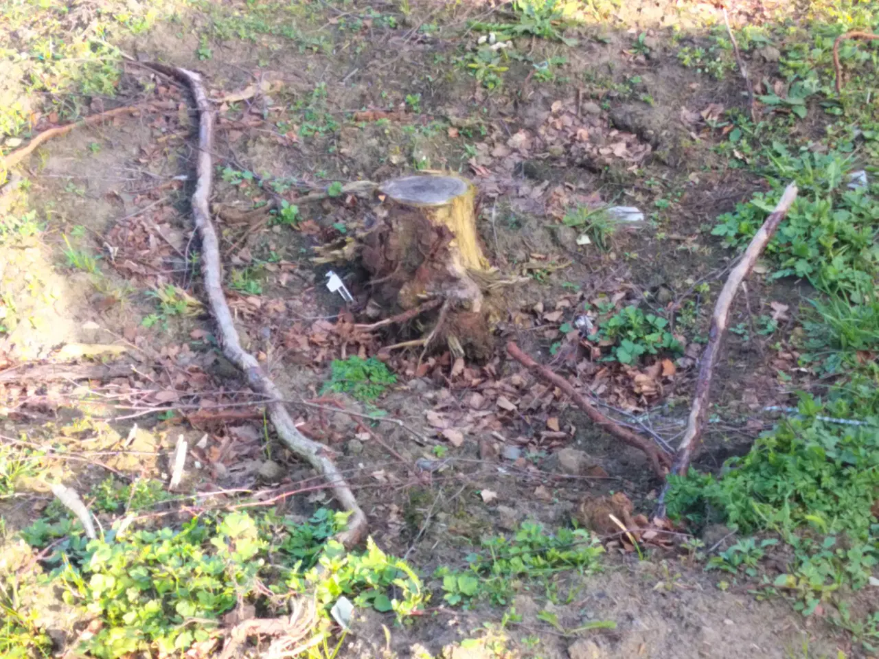 Billede 4 - Havemand søges 