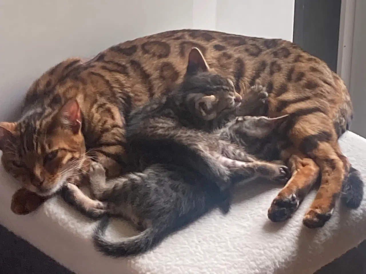 Billede 5 - Bengal blandingskilling