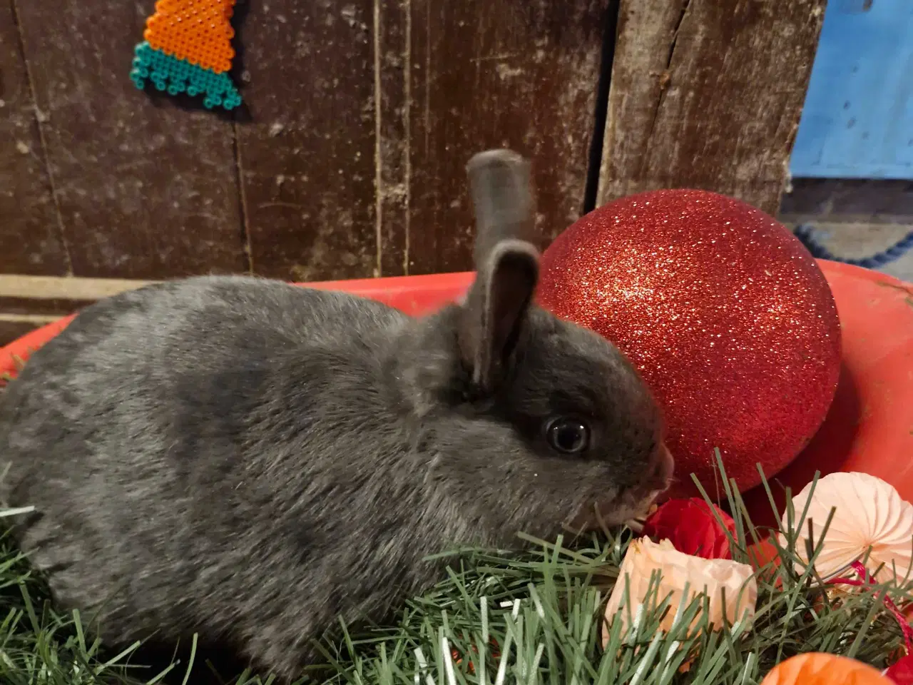 Billede 2 - Hun kanin mulighed for tilbage levering 