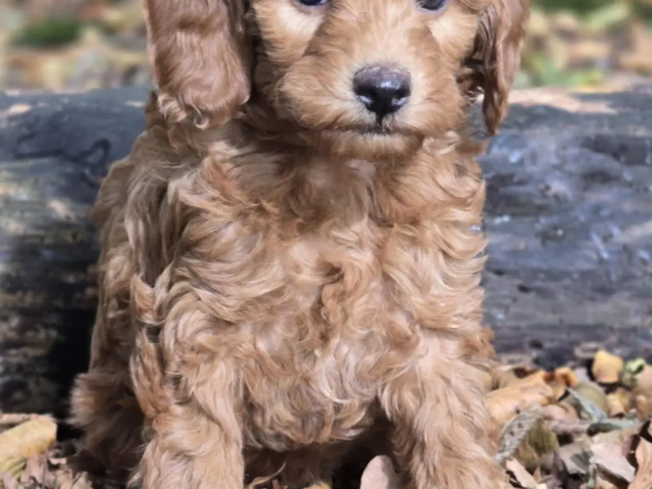 Billede 5 - Labradoodle F1B hvalpe