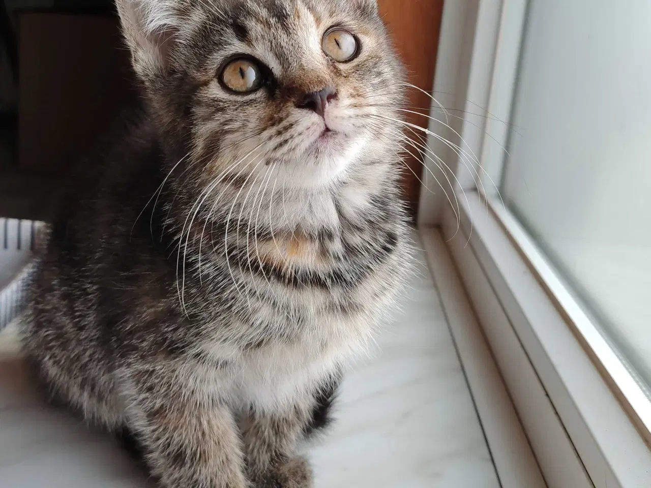 Billede 1 - Main Coon Bla. 🐈