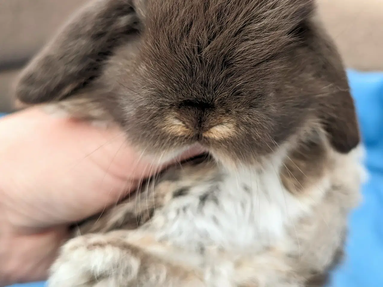 Billede 4 - Minilop kaninunge sælges